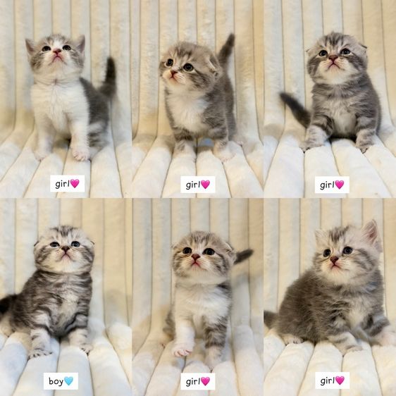 Scottish Fold