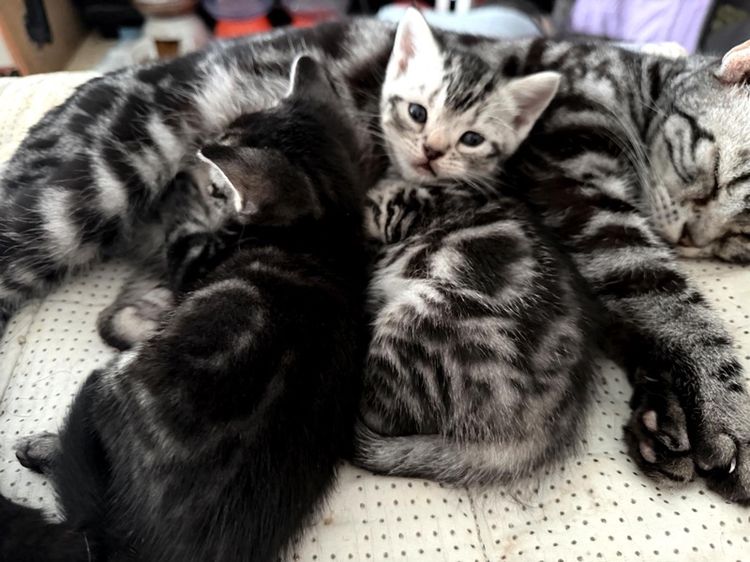 น้องแมวอเมริกันชอตแฮร์