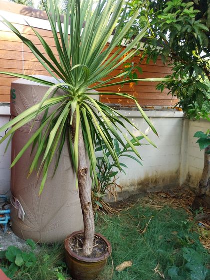 ต้นจันผา ปลูกในกระถาง