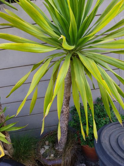 ต้นจันผา ปลูกในกระถาง รูปที่ 4