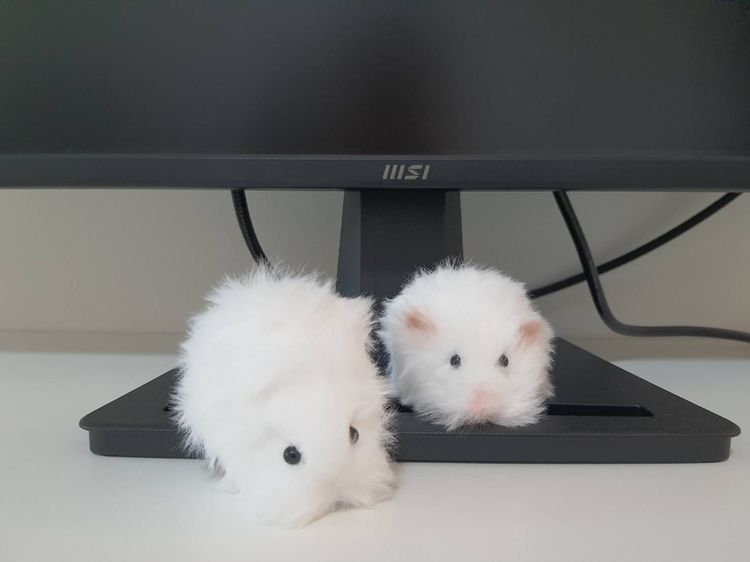 แฮมสเตอร์ตุ๊กตาขนปุกปุย รูปที่ 3