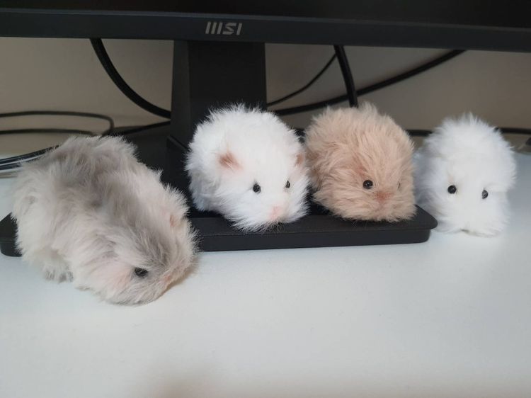 แฮมสเตอร์ตุ๊กตาขนปุกปุย รูปที่ 2