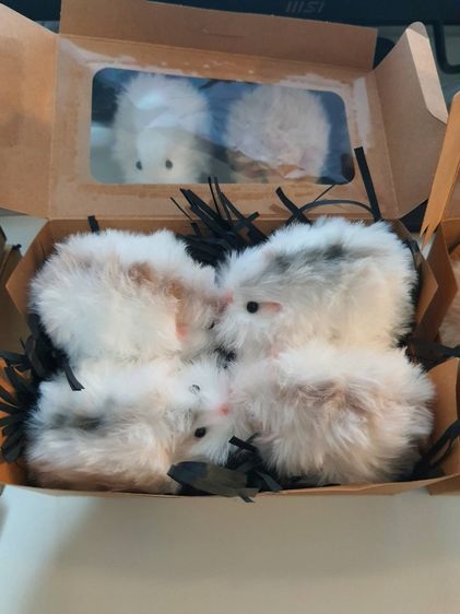 แฮมสเตอร์ตุ๊กตาขนปุกปุย รูปที่ 6