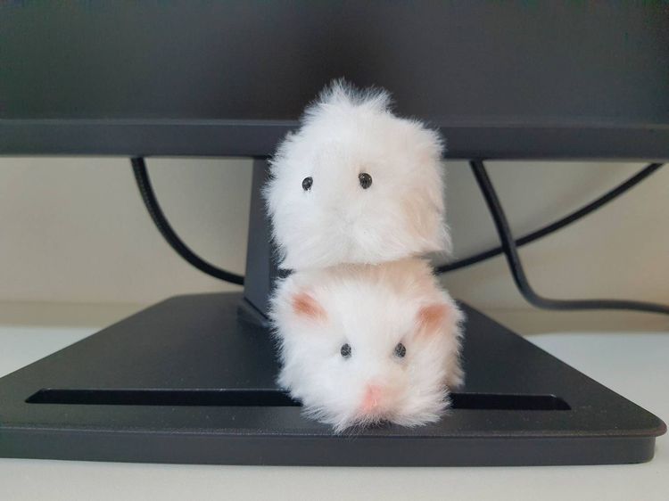 แฮมสเตอร์ตุ๊กตาขนปุกปุย รูปที่ 4