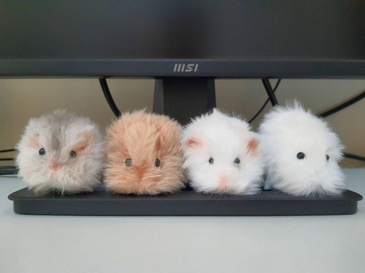 แฮมสเตอร์ตุ๊กตาขนปุกปุย