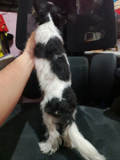 แจ๊ครัสเซลผสมชิวาวา  รูปที่ 16