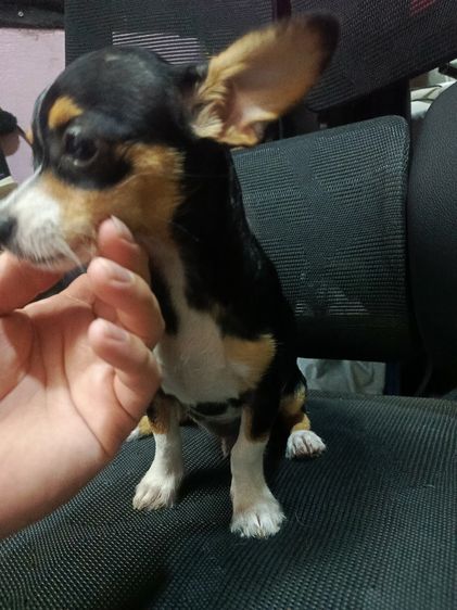 แจ๊ครัสเซลผสมชิวาวา  รูปที่ 8