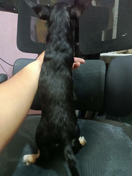 แจ๊ครัสเซลผสมชิวาวา  รูปที่ 4