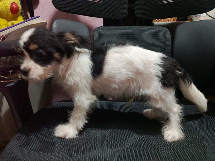 แจ๊ครัสเซลผสมชิวาวา  รูปที่ 14