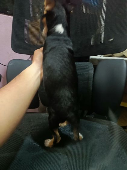 แจ๊ครัสเซลผสมชิวาวา  รูปที่ 10