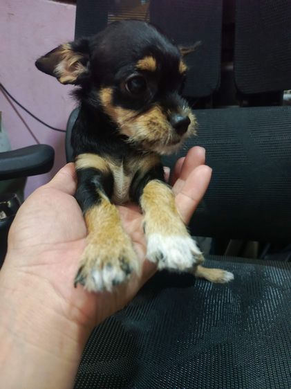 แจ๊ครัสเซลผสมชิวาวา  รูปที่ 2