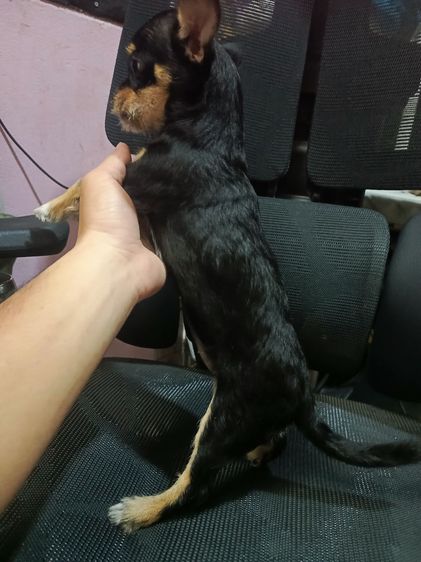 แจ๊ครัสเซลผสมชิวาวา  รูปที่ 3