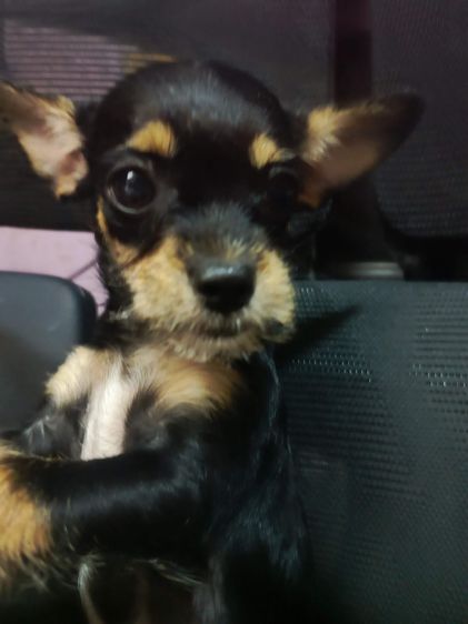 แจ๊ครัสเซลผสมชิวาวา  รูปที่ 6