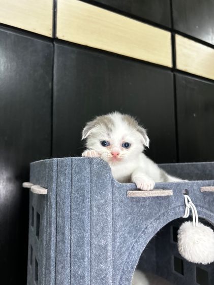 เปิดจุ้บค้าบ Scottish fold รูปที่ 2