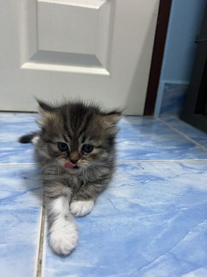 น้องแมวอายุ1เดือน15วัน รูปที่ 2