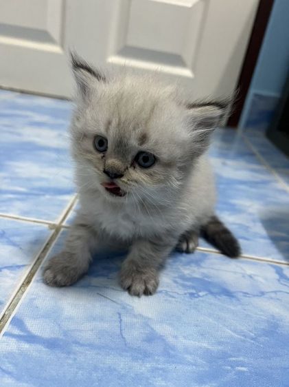 น้องแมวอายุ1เดือน15วัน