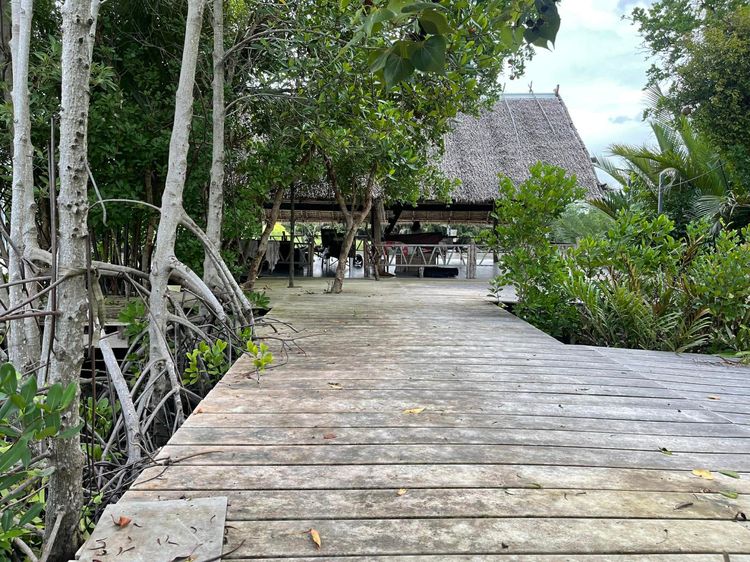 ขายที่ดินพร้อมสิ่งปลูกสร้าง โฉนดนส.3ก.ติดคลองบางตะบูน เนื้อที่ในโฉนด1ไร่36ตรว.ด้านหน้าติดถนนคอนกรีต(ถนน2เลน) รูปที่ 2