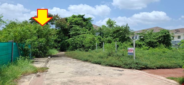 ขายที่ดิน288.5ตรว. ซอยบางกระดี่1แยก9-2 (หลังครัวผักหวาน) ใกล้ถนนเลียบทางด่วนกาญจนาภิเษก เขตบางขุนเทียน กรุงเทพฯ รูปที่ 3