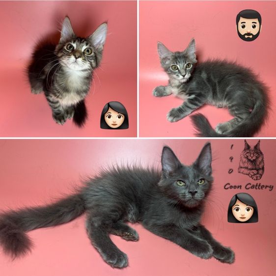 แมว Maine coon