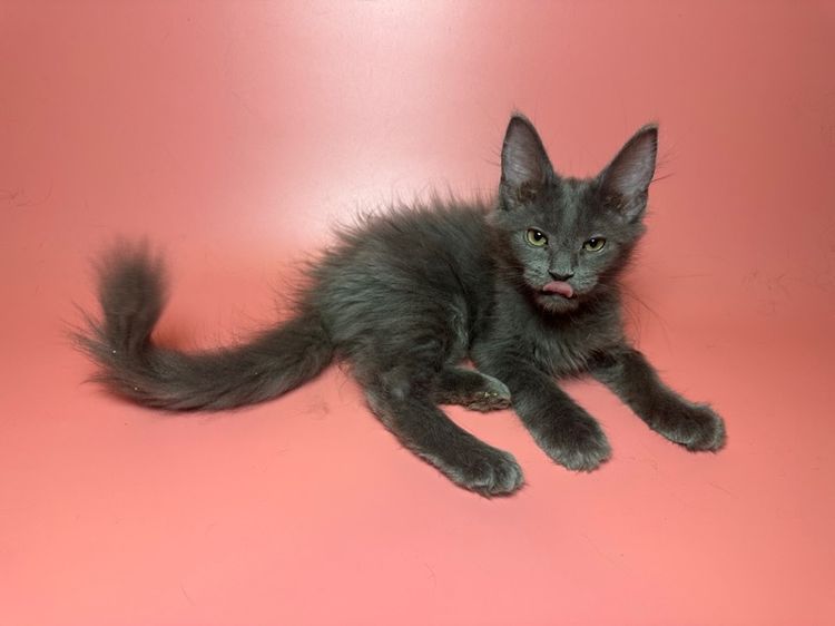 แมว Maine coon รูปที่ 6