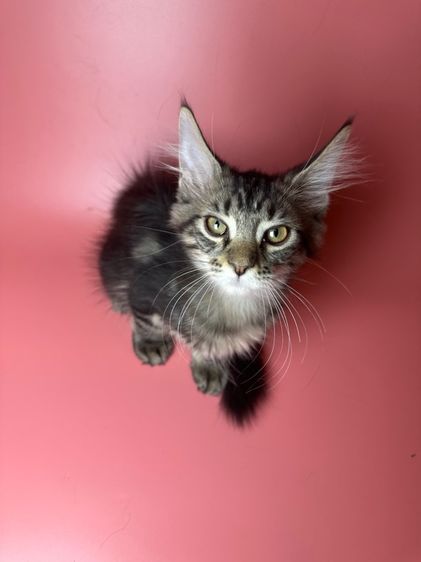 แมว Maine coon รูปที่ 2