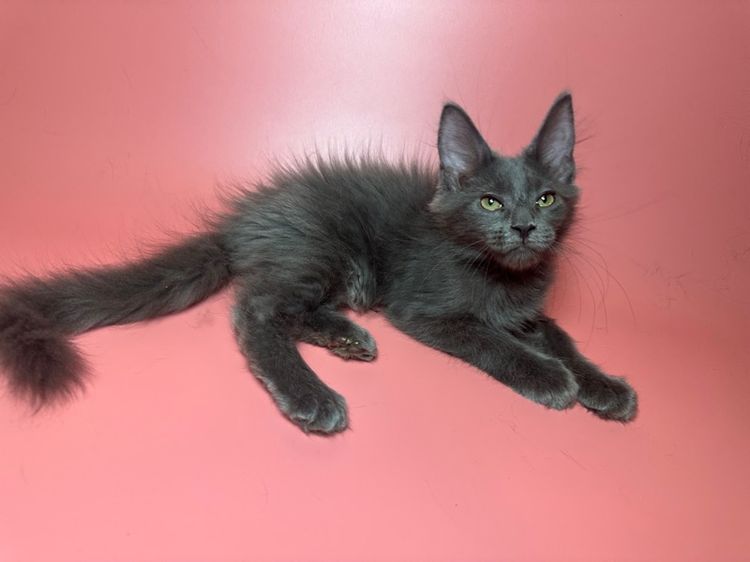 แมว Maine coon รูปที่ 7