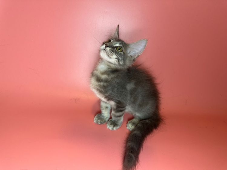 แมว Maine coon รูปที่ 5