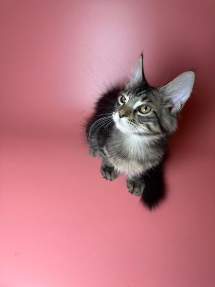 แมว Maine coon รูปที่ 3