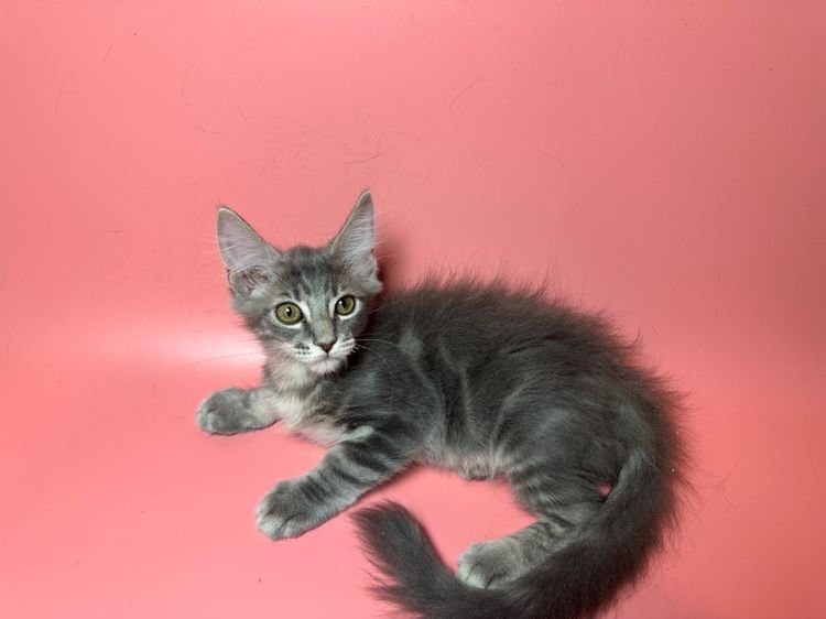 แมว Maine coon รูปที่ 4