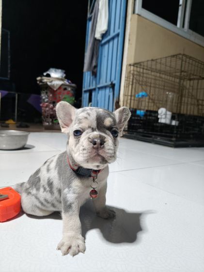 ลูกสุนัขเฟรนบลูดอก