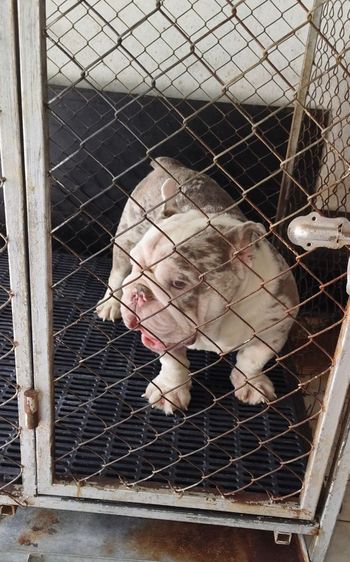 สุนัขบูลี่เพศผู้ รูปที่ 2