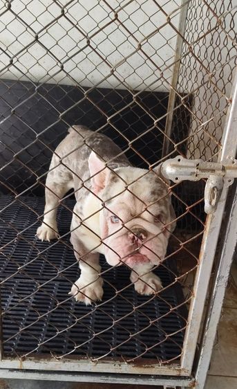 สุนัขบูลี่เพศผู้