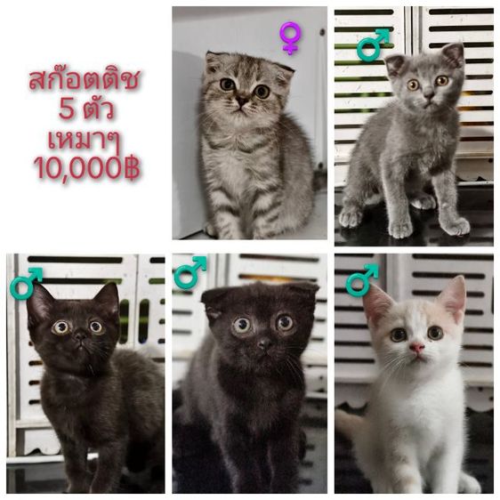   สก๊อตติช ขายเหมา 5ตัว ขายแยก ด่วน รูปที่ 2