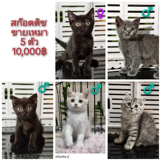 ขายเหมาคอก เอ็กโซติก ขนสั้น หน้าบี้  รูปที่ 8