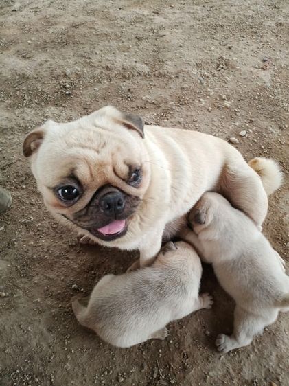 เปิดจองลูกสุนัขพันปั๊ก รูปที่ 9