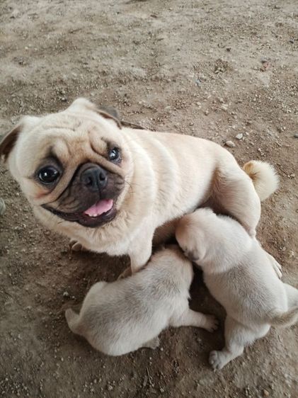 เปิดจองลูกสุนัขพันปั๊ก รูปที่ 10