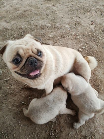 ขายลูกสุนัขพันธุ์ปั๊ก รูปที่ 9