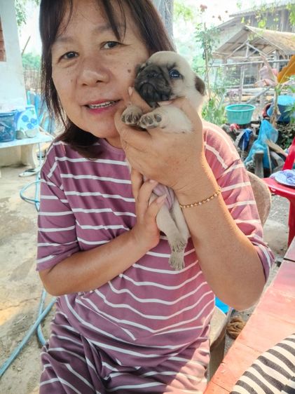 ขายลูกสุนัขพันธุ์ปั๊ก รูปที่ 8