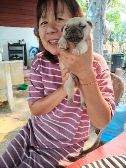 ขายลูกสุนัขพันธุ์ปั๊ก รูปที่ 7