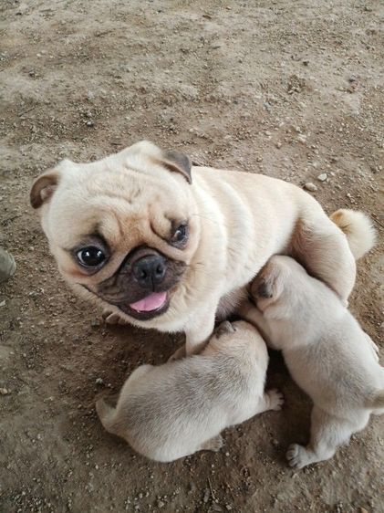 ขายลูกสุนัขพันธุ์ปั๊ก รูปที่ 10