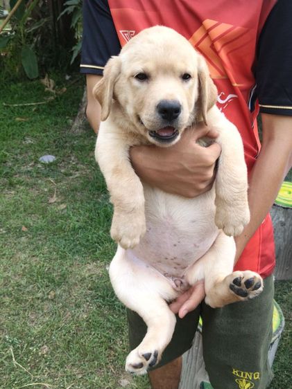 น้องลาบราดอร์สายพันธุ์แท้พ่อแม่มีใบเพทสายแชมป์น้องเป็นเด็กหญิงเฝ้าบ้านเป็นมิตรที่ดีกับคนฉลาดน่ารักฝึกสอนง่ายสนใจโทร0813643191ค่ะ รูปที่ 18