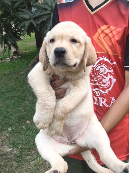 น้องลาบราดอร์สายพันธุ์แท้พ่อแม่มีใบเพทสายแชมป์น้องเป็นเด็กหญิงเฝ้าบ้านเป็นมิตรที่ดีกับคนฉลาดน่ารักฝึกสอนง่ายสนใจโทร0813643191ค่ะ รูปที่ 15