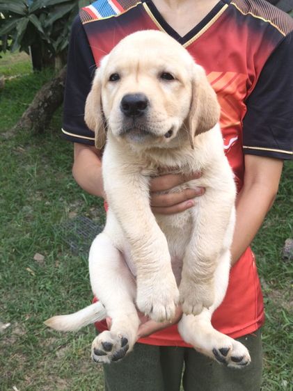 น้องลาบราดอร์สายพันธุ์แท้พ่อแม่มีใบเพทสายแชมป์น้องเป็นเด็กหญิงเฝ้าบ้านเป็นมิตรที่ดีกับคนฉลาดน่ารักฝึกสอนง่ายสนใจโทร0813643191ค่ะ รูปที่ 16