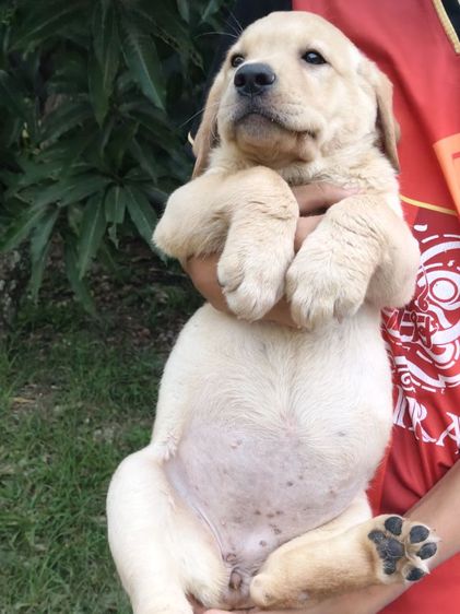 น้องลาบราดอร์สายพันธุ์แท้พ่อแม่มีใบเพทสายแชมป์น้องเป็นเด็กหญิงเฝ้าบ้านเป็นมิตรที่ดีกับคนฉลาดน่ารักฝึกสอนง่ายสนใจโทร0813643191ค่ะ รูปที่ 17