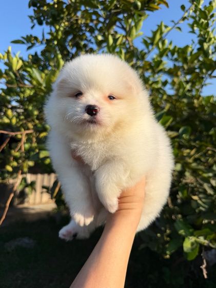 ปอมหมีๆสีขาวจั๊วะ