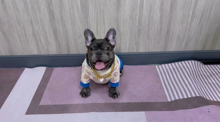 เฟรนบลูด็อก สีบลูติดเสือ หญิง