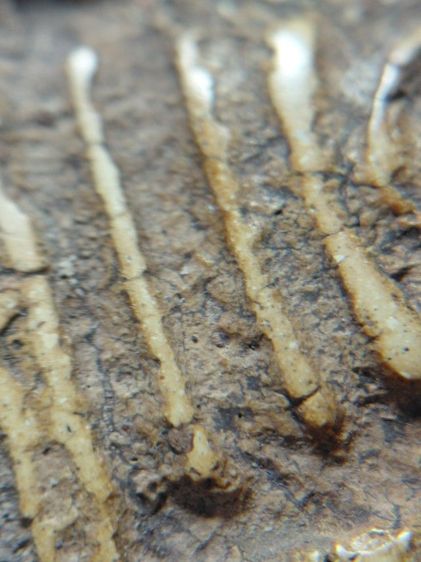 พิมพ์ใหญ่วัดระฆัง รูปที่ 9