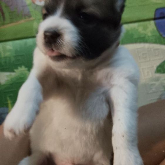 บางแก้วแท้ รูปที่ 2