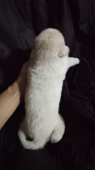 ลาบาดอผสมโกเด้น รูปที่ 5