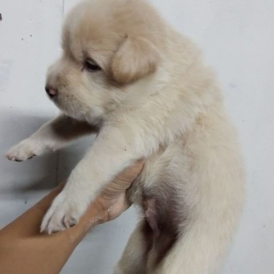 ลาบาดอผสมโกเด้น รูปที่ 3